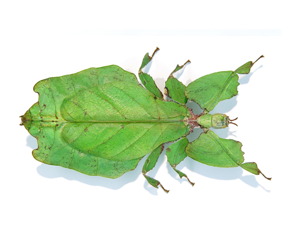 leaf bug