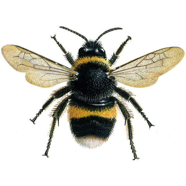 bee